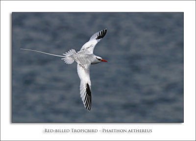 Red-billed Tropicbird - Phaethon aethereus