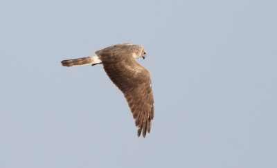 Steppehøg - (Circus macrourus) - Pallid Harrier