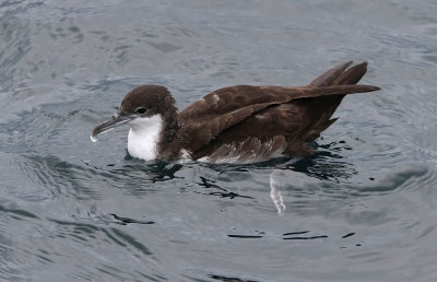 Galapagos Shearwater (Puffinus subalaris)