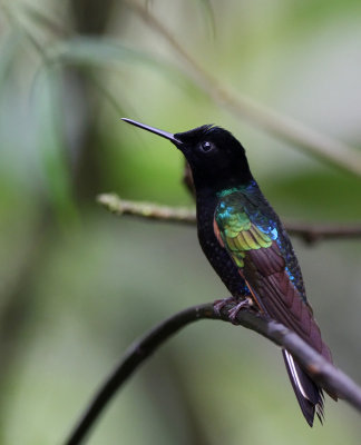 Velvet-purple Coronet (Boissonneaua jardini)