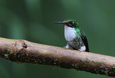Booted Racket-tail (Ocreatus underwoodii) ssp. melanantherus