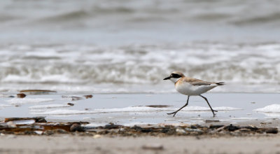 Ørkenpræstekrave - (Charadrius leschenaultii) - Greater Sand Plover