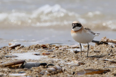 Ørkenpræstekrave - (Charadrius leschenaultii) - Greater Sand Plover