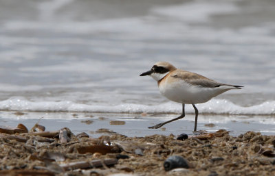 Ørkenpræstekrave - (Charadrius leschenaultii) - Greater Sand Plover