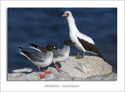 Española - Galápagos