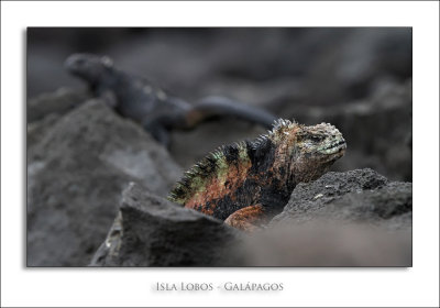 Isla Lobos - Galápagos
