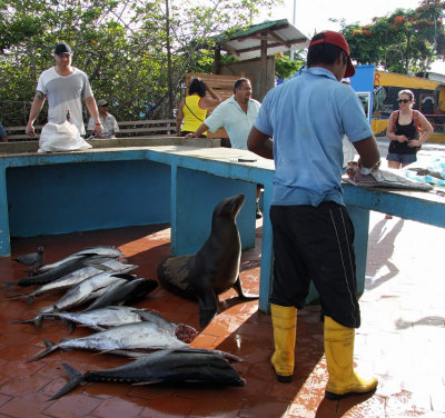 Santa Cruz Island - Galápagos
