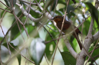 Buff-fronted Foliage-gleaner (Philydor rufum)