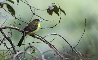 Lemon-rumped Tanager (Ramphocelus icteronotus)