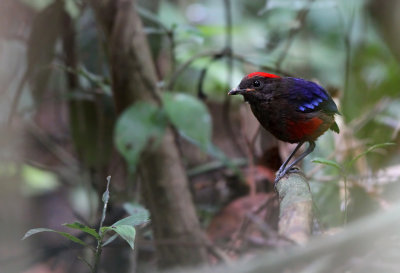 Garnet Pitta (Erythropitta granatina) ssp. coccinea