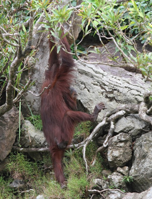 Bornean Orangutan - Pongo pygmaeus ssp. morio