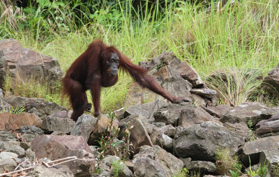 Bornean Orangutan - Pongo pygmaeus ssp. morio