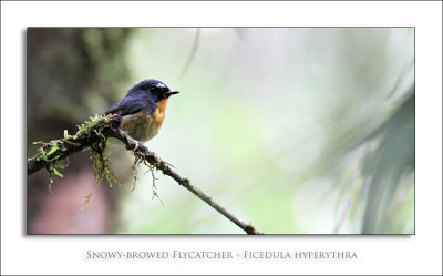Snowy-browed Flycatcher - Ficedula hyperythra