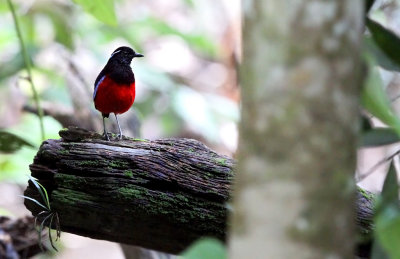 Black-crowned Pitta (Erythropitta ussheri)