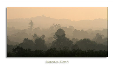 Bornean Dawn