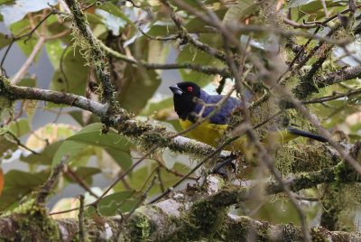 IMG_9346.Hooded Mt.tanager.Mindo.jpg