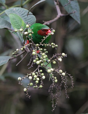 IMG_9500.grass.green tanager.mindo.jpg