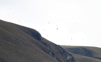 IMG_0142.Andean Condor.jpg
