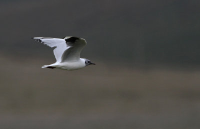 IMG_0594.Andean Gull.jpg