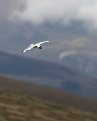 IMG_0700.Andean Gull.jpg