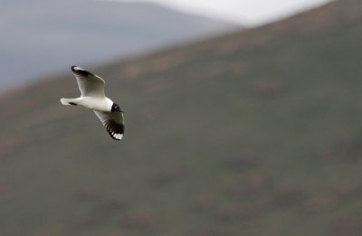 IMG_0702.Andean Gull.jpg