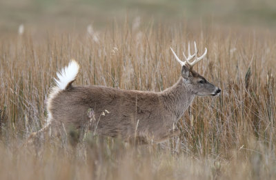 IMG_1347.White.tailed Deer.jpg