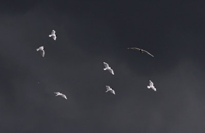 IMG_1441.Andean Gull.jpg