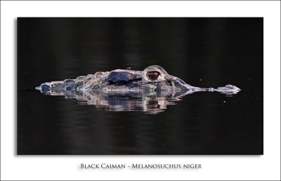 Black Caiman - Melanosuchus niger