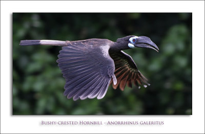 Bushy-crested Hornbill - Anorrhinus galeritus