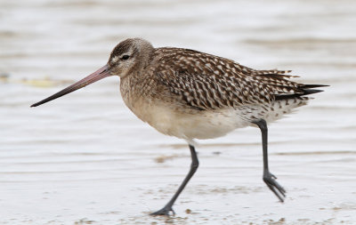 Lille Kobbersneppe - (Limosa lapponica) - Bar-tailed Godwit