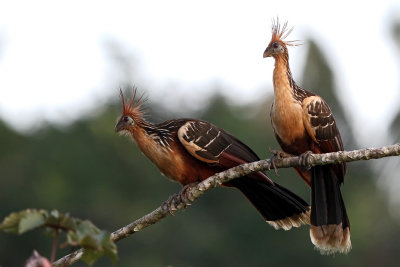 Sani - Napo River - Ecuador