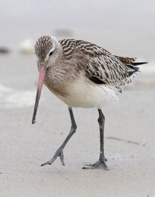 Lille Kobbersneppe - (Limosa lapponica) - Bar-tailed Godwit