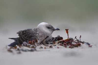 Lille Kjove - (Stercorarius longicaudus) - Long-tailed Jaeger