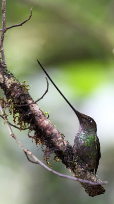 Sword-billed Hummingbird (Ensifera ensifera)