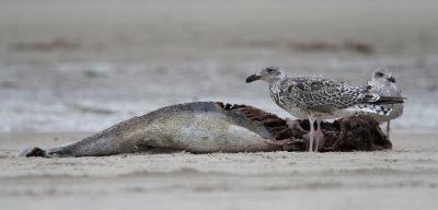 Svartbag - (Larus marinus) - Great Black-backed Gull