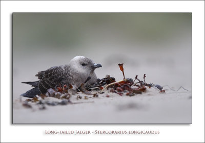Long-tailed Jaeger - Stercorarius longicaudus