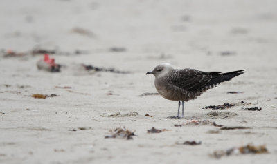 Lille Kjove - (Stercorarius longicaudus) - Long-tailed Jaeger