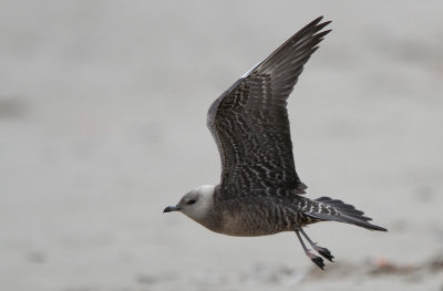 Lille Kjove - (Stercorarius longicaudus) - Long-tailed Jaeger