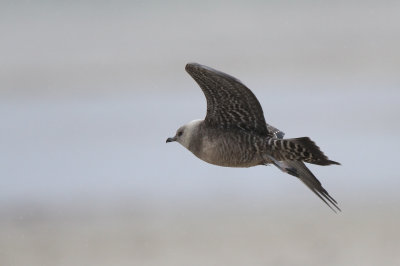 Lille Kjove - (Stercorarius longicaudus) - Long-tailed Jaeger