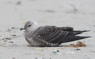 Lille Kjove - (Stercorarius longicaudus) - Long-tailed Jaeger