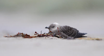 Lille Kjove - (Stercorarius longicaudus) - Long-tailed Jaeger