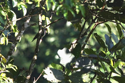 Jambu Fruit Dove (Ptilinopus jambu)