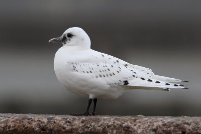 Ismåge - (Pagophila eburnea) - Ivory Gull