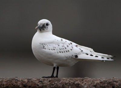 Ismåge - (Pagophila eburnea) - Ivory Gull