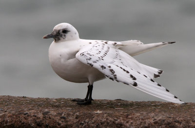 Ismåge - (Pagophila eburnea) - Ivory Gull