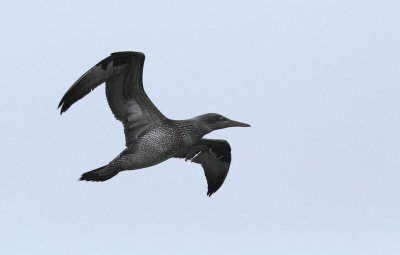 Sule - (Morus bassanus) - Northern Gannet