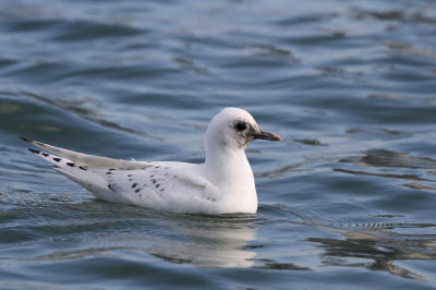 Ismåge - (Pagophila eburnea) - Ivory Gull