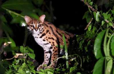 Leopard Cat - Prionailurus bengalensis borneoensis