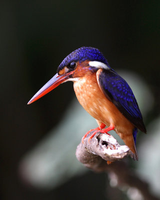 Blue-eared Kingfisher - Alcedo meninting verreauxii 