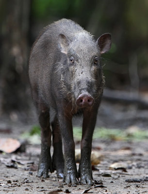 Bornean bearded pig (Sus barbatus)